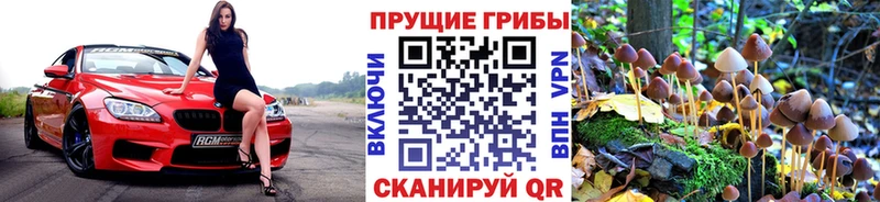 цены   Пенза  Галлюциногенные грибы Psilocybine cubensis 